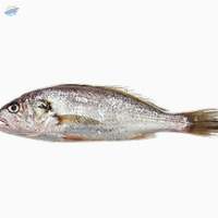 Silver Croaker