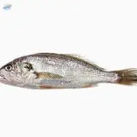 Silver Croaker