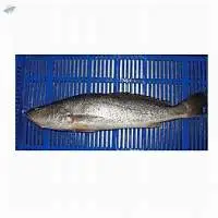 TT Croaker