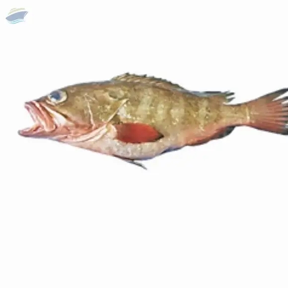 Red Belly Reefcod
