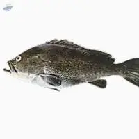 Spotted Reefcod