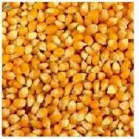 Maize