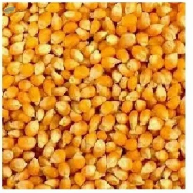 Yelow Corn