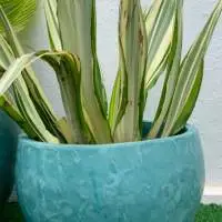 Large Outdoor Pots
