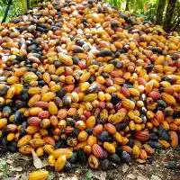 Cocoa Beans