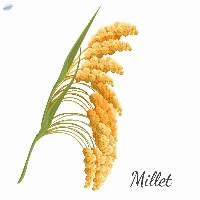 Millets