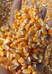 Dried Yellow Corn (GMO, NONE GMO)
