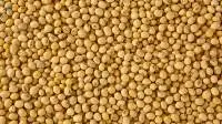 Soybean GMO/Non GMO