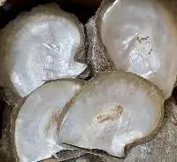 Raw Mother of Pearl Shells - AAA