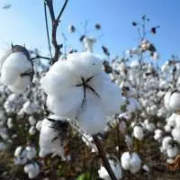 Raw Cotton