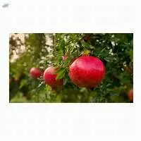  Pomegranate Fruit