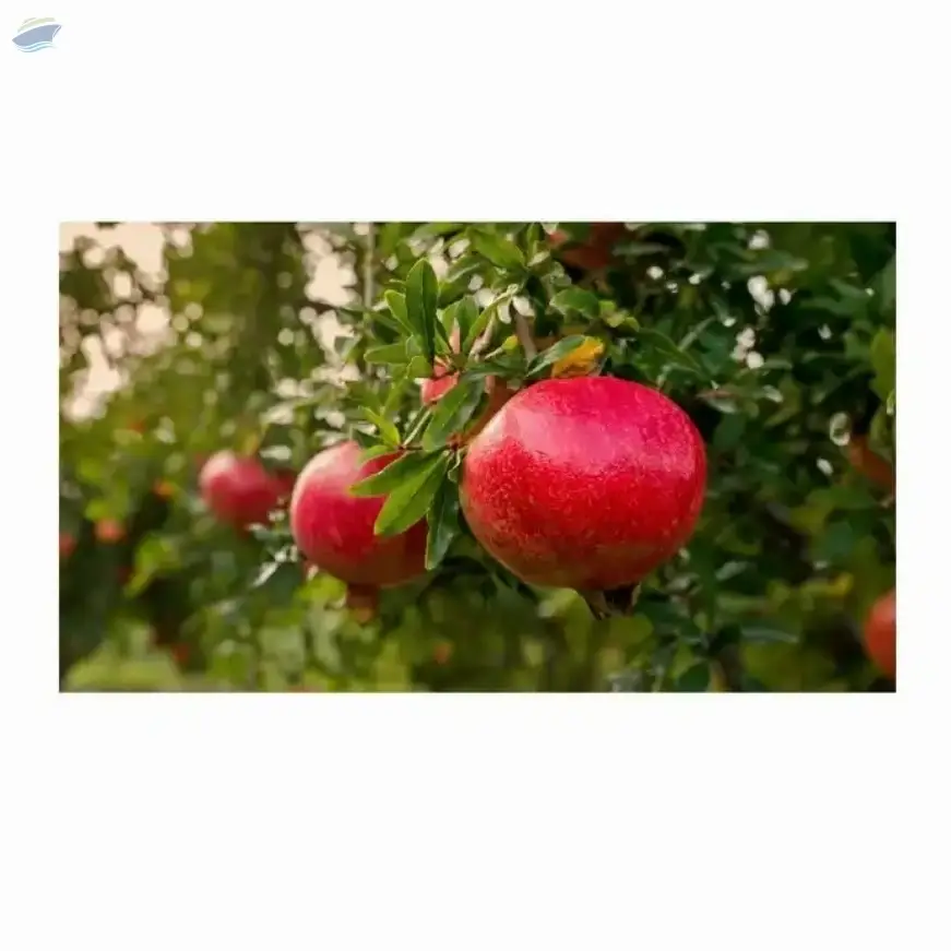  Pomegranate Fruit