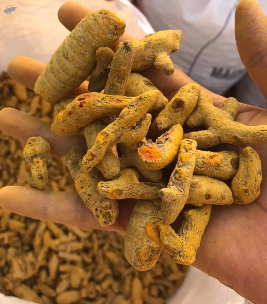 Turmeric