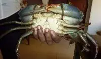 Live Mud Crabs