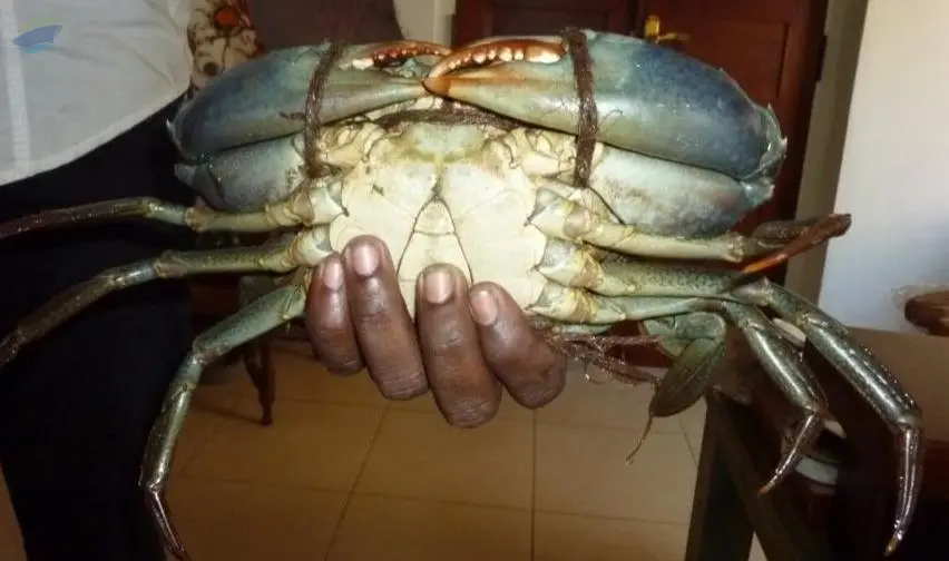 Live Mud Crabs