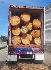 Western Hemlock Sawlogs