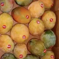 Red And Yellow Mango