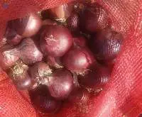 Red Onions