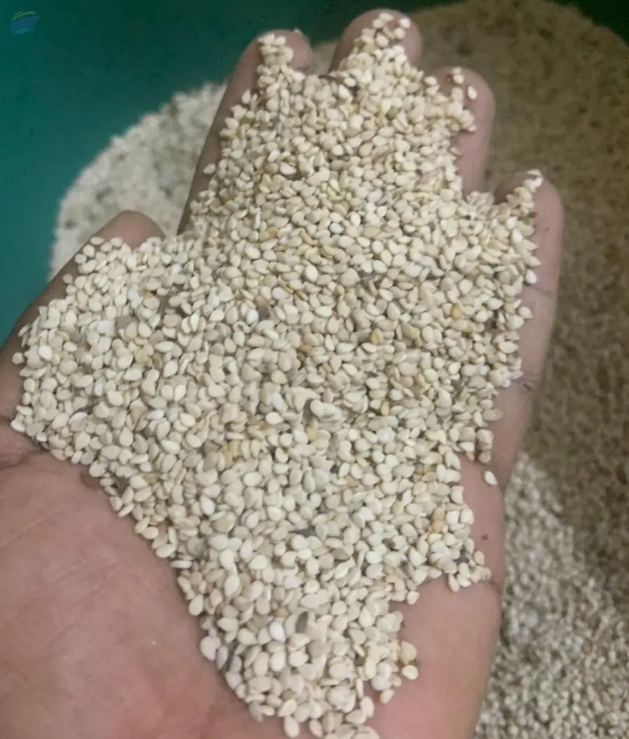 Sesame- White Sesame 