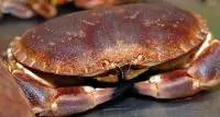 Crabs