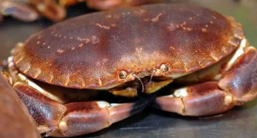 Crabs
