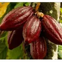 Cocoa