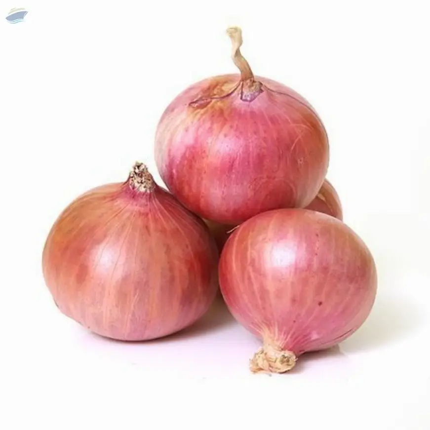 Onion
