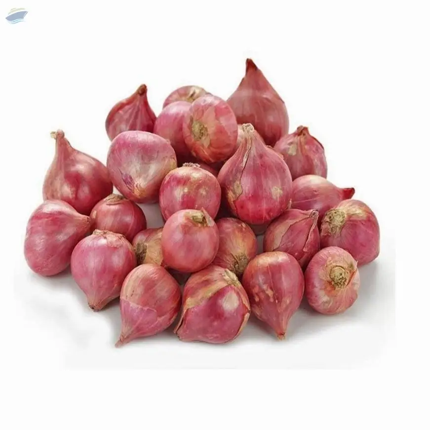 Shallot