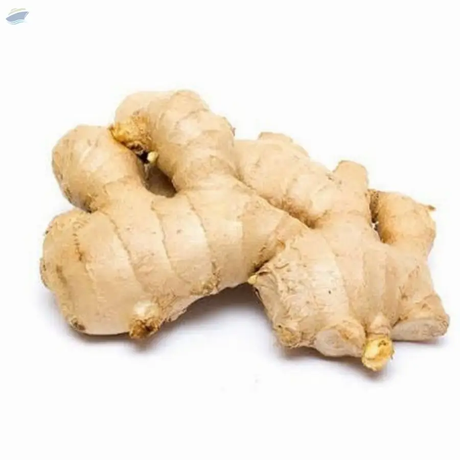 Ginger
