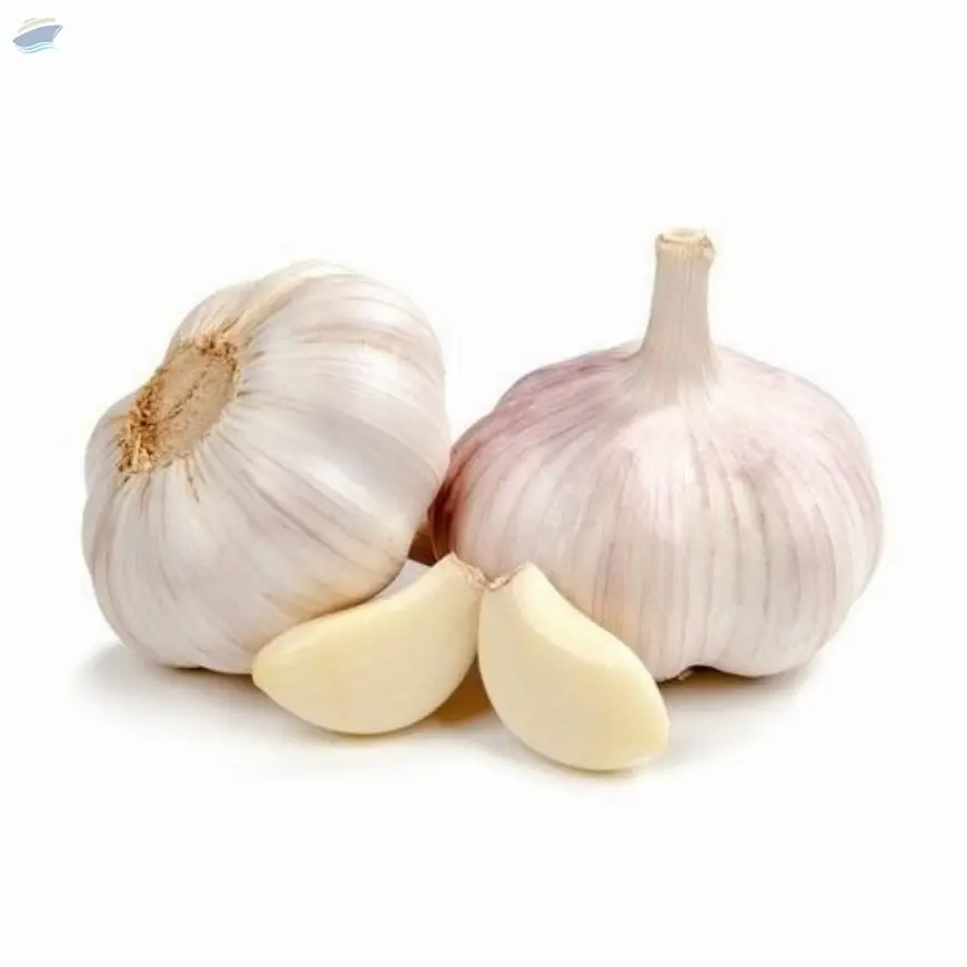 Garlic