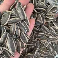 Sunflower Seeds