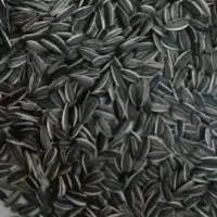 Sunflower Seeds
