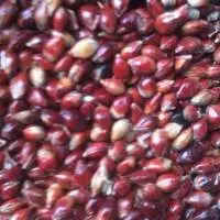Red Sudan Grass Sorghum Seeds