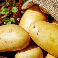 Potato