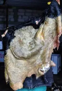 Wet Salted Skins From Cow Heads