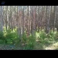 Pinus Elliottii Forest