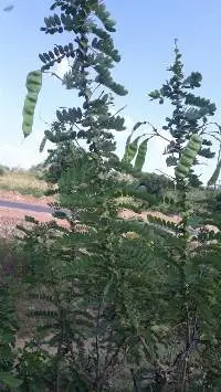 Cassia Auriculata