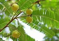 Amla Plant And Fruit