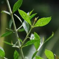 Henna Leaves