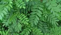 Indigo Leaves