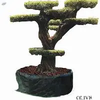 Olive Plant