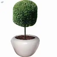 Olive Single Ball Plant