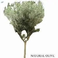 Natural Olive Plant