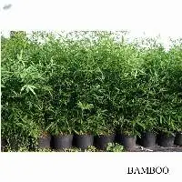 Bamboo Plant