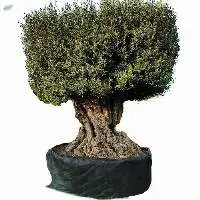 Big Olive Plant