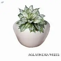 Aglaonema Wite Plant