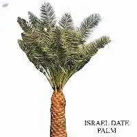 Israel Date Palm Plant