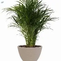 Arica Palm Plant