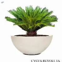 Cycus Revoluta Plant