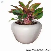 Aglaonema Rad Plant